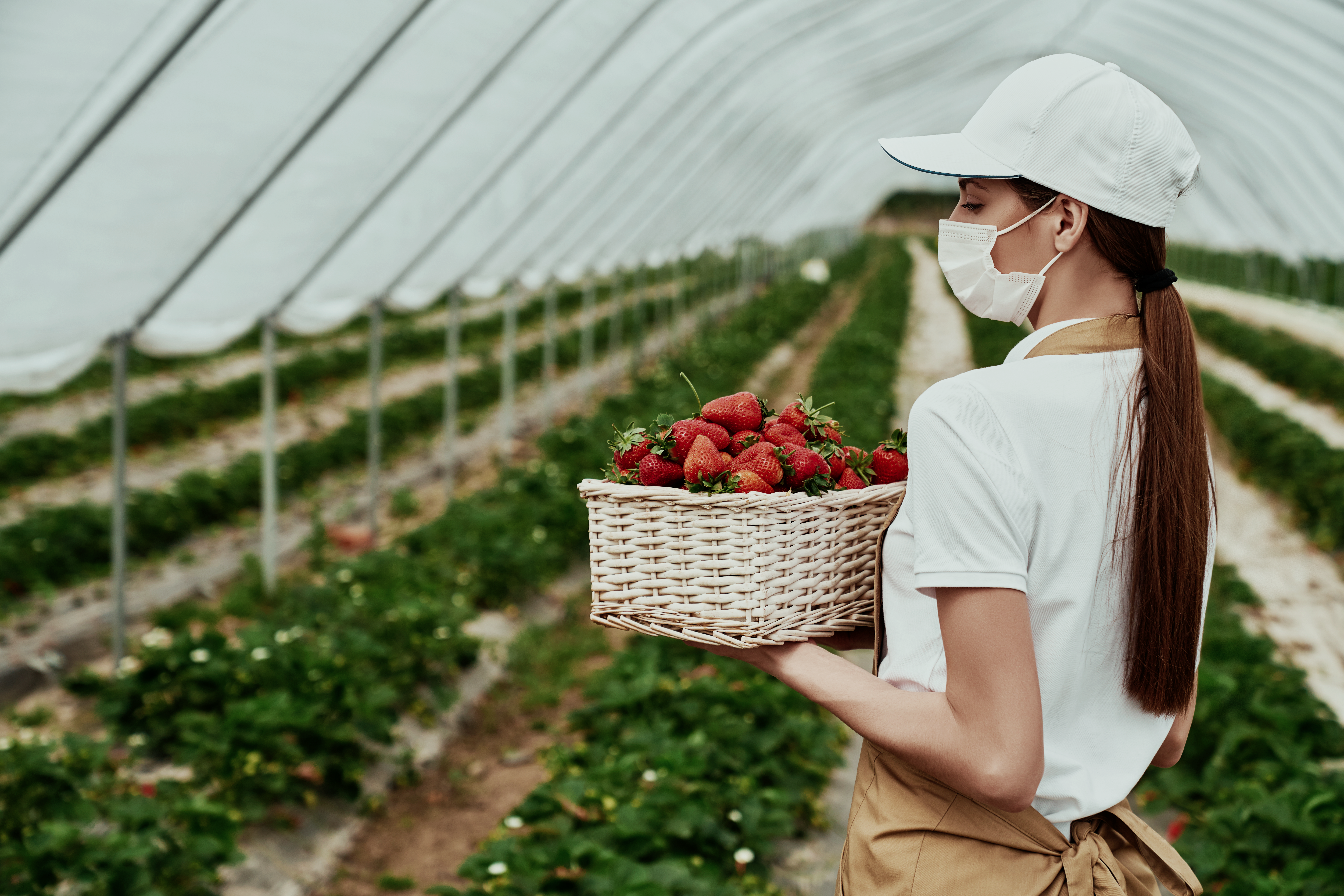 femme-masque-protecteur-tenant-panier-de-fraises